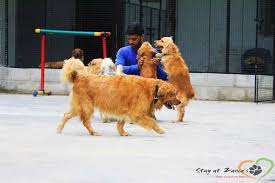 top dog hostels in bangalore best dog