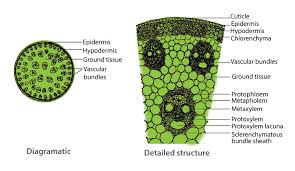 of dicot and monocot roots and stems