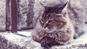 More images for how long do gray tabby cats live » The Average Lifespan Of A Cat Breed By Breed Chart Petcarerx