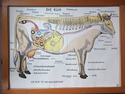Vintage German School Poster Horse Cow Equestrian Anatomy