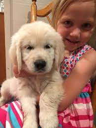 To find out more about this family raised and kid friendly. Akc English Cream Golden Retrievers Cottonfields Golden Retrievers