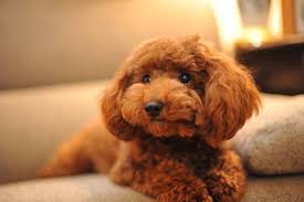 wallpaper apricot poodle puppy on sofa