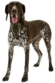 Both mom and dad are papered and beautiful dogs. German Shorthaired Pointer Training Course On German Shorthaired Pointer