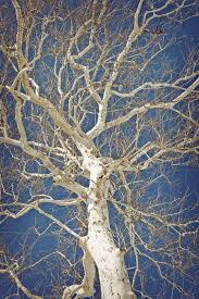 The Ghostly Beautiful Living Art Of The American Sycamore