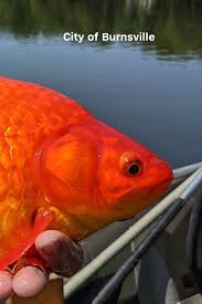 unwanted pets giant goldfish turn up