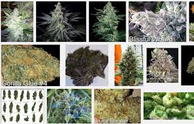 Top Strongest Marijuana Strains Thc Cbd Buyers Guide