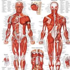 Muscular System Anatomical Poster Print Laminate Muscle Anatomy Chart Human Body