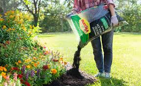 How To Care For Annuals The Home Depot