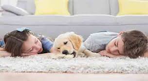 professional pet odor removal services