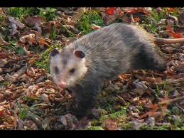 An Opossum With A Live Animal Trap