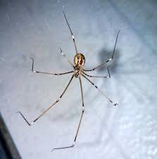 Spider Categorized Species Photos Pest Control Canada