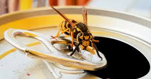how to keep wasps away from you and