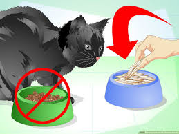 3 ways to get rid of bad cat breath