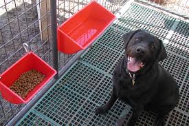 plastic dog kennel flooring