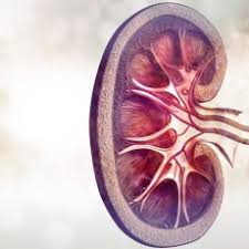 These sections of the chapter review the main classication. Kidney Diseases Renal Disease Medlineplus