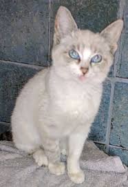 Adopting a cat from ragdoll rescue or a shelter. Dallas Tx Ragdoll Meet Snowbelle A Pet For Adoption
