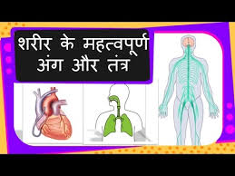 Science Human Organs And Systems And Their Functions Hindi