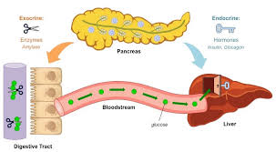 Starch Digestion Bioninja