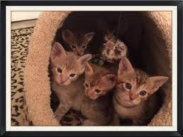 If you are a florida local or are just visiting, feel free to call and stop by our home to interact with our cats and kittens. Ocicat Litter Ocicat Kitten For Sale In Jacksonville Florida Cat Bright Classifieds