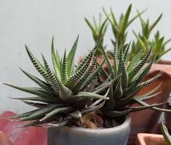 are succulents poisonous to cats and