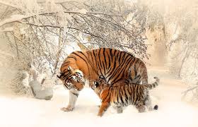 a tiger and a baby from pikwizard