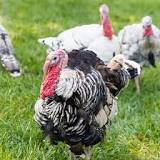 are-turkeys-good-for-your-yard