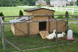 34 chicken coop plans (chicken and duck coops are structurally similar, you can use it for inspiration) now, let's get started. Post Pictures Of Your Duck Pen Coop Duck Pens Duck House Plans Duck House