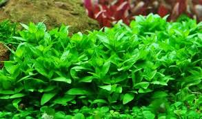 great aquarium plants for carpeting