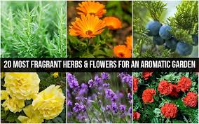 20 Most Fragrant Herbs Flowers For An