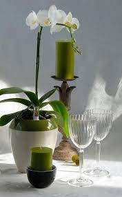 Начини за омекотяване на вода за поливане на орхидеите. Orhideya Napoyavane Orhideya Zasazhdane Otglezhdane Polivane Orhideya