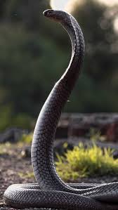 king cobra 8 amazing facts you need to