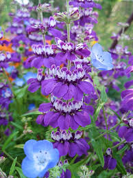 There are a number of vines that bear purple blooms ranging in bougainvillea vines produce some of the most brilliantly colored flowers in the plant world. Collinsia Species Purple Purple Chinese Houses Buy Online At Annie S Annuals