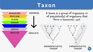 taxon definition and exles biology