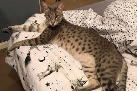 What time does it normally return from hunting expeditions or visits to neighbours? Owners Makes Desperate Appeal For Sightings As Part Wild Savannah Cat Loose In Bristol Somerset Live