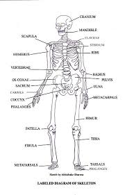 Labeled Skeletal System Diagram Human Body Systems