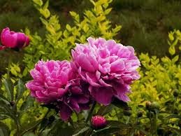 pink peony flowers rounded bloom
