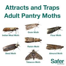 pantry pest traps moth traps