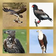 see 4 eagles native to nigeria