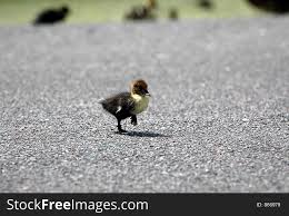 Baby Duck Crossing Road Free Stock Images Photos