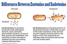 What is difference between endotoxin and exotoxin?