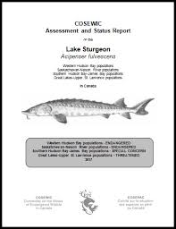 Species At Risk Public Registry Cosewic Assessment And