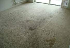 how do i get rid of carpet mold