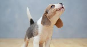 pocket beagle what to expect from the