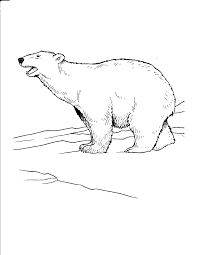 Polar bear color animal coloring pages polar bear coloring page bear coloring pages animals wild activity sheets for kids. Free Printable Polar Bear Coloring Pages For Kids