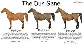 Equine Colors The Dun Gene By Kholran Deviantart Com Dun