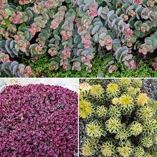 sedum carpet succulent