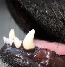 causes of swollen lips in dogs dog