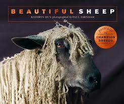 Beautiful Sheep Portraits Of Champion Breeds Beautiful