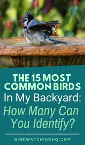15 Most Common Birds That Visit Feeders Simple Id Guide
