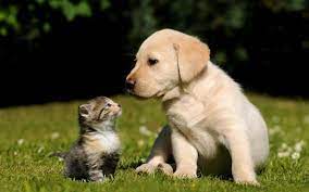Cute Dogs and Cats Wallpapers - Top ...